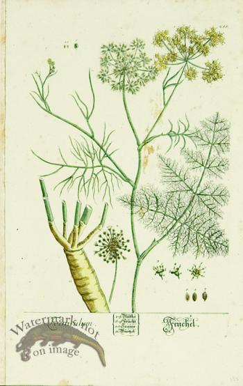 Blackwell German 088